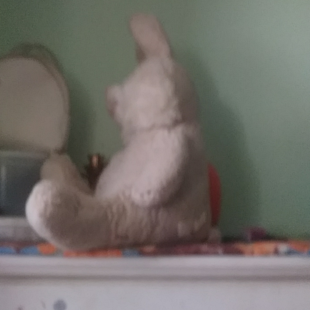 Bunny - Picture 4 of 4